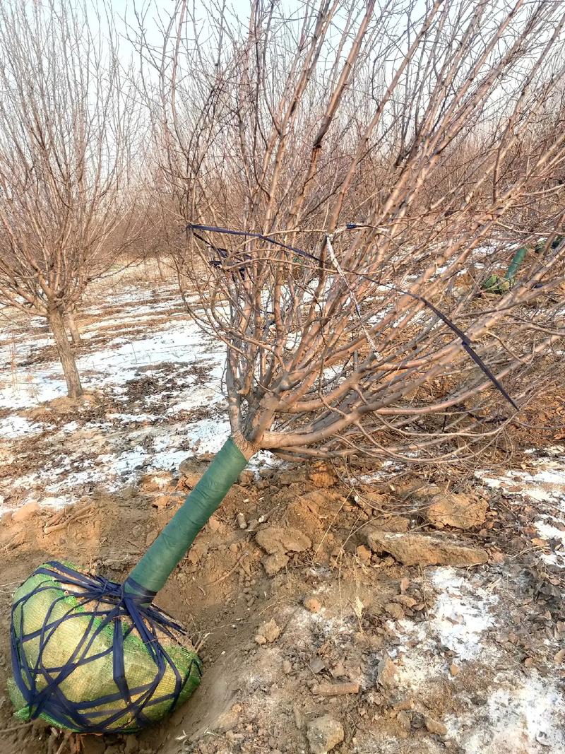 下雪天挖点儿绚丽去西安!