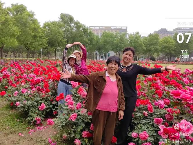 月季花开艳